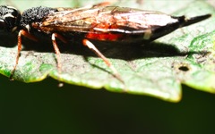 Xiphydria prolongata