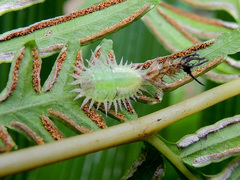 Aspidimorpha quadriremis
