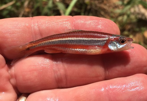 Baileys shiner (Notropis baileyi) — Cyprinidae