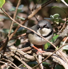 Apalis thoracica claudei