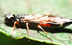 Xiphydria prolongata