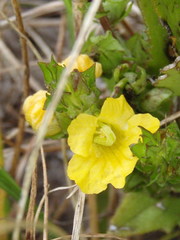 Alectra sessiliflora sessiliflora