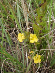 Alectra sessiliflora sessiliflora