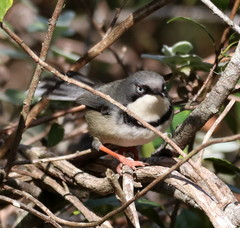 Apalis thoracica claudei