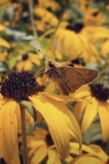 Atalopedes campestris