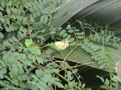 Adenopodia spicata