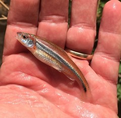 Notropis baileyi