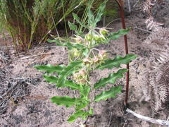 Pachycarpus dealbatus