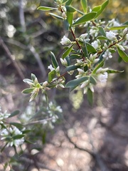 Styphelia mutica