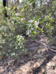 Styphelia mutica