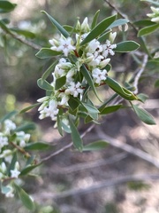 Styphelia mutica