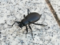 Blaps lusitanica
