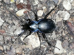Carabus lusitanicus
