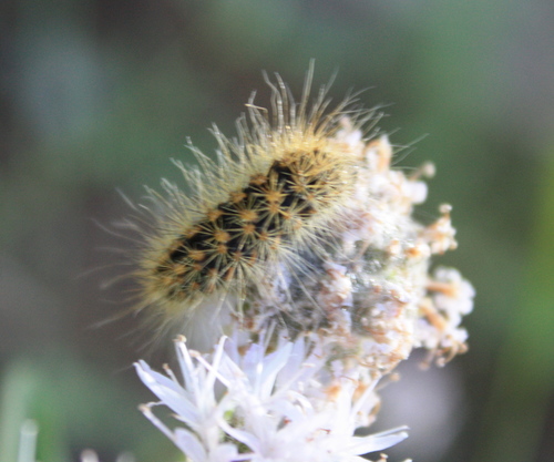 iNaturalist observation photo of Lupine Dagger
