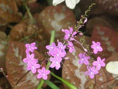Pseuderanthemum alatum