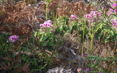 Pelargonium cordifolium