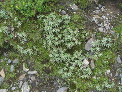 Alchemilla sericea