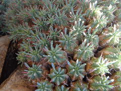 Euphorbia pulvinata