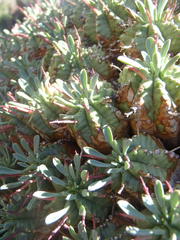 Euphorbia pulvinata