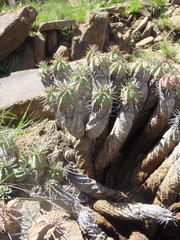 Euphorbia pulvinata