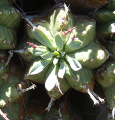 Euphorbia pulvinata