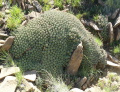 Euphorbia pulvinata