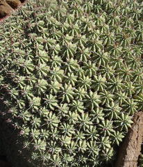 Euphorbia pulvinata