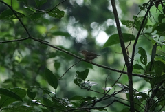 Camaroptera chloronota