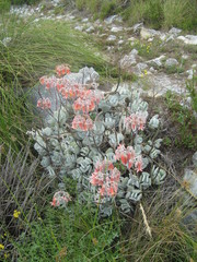 Cotyledon orbiculata orbiculata