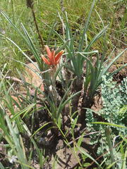 Aloe verecunda