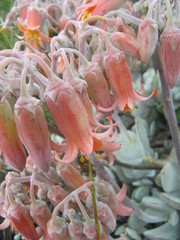 Cotyledon orbiculata orbiculata