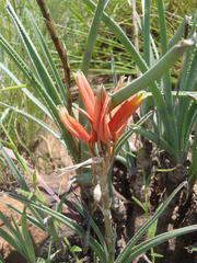 Aloe verecunda