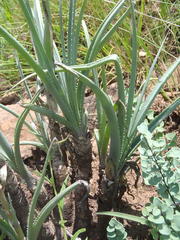 Aloe verecunda