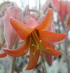 Cotyledon orbiculata orbiculata