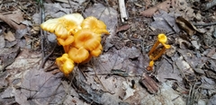 Gloioxanthomyces nitidus