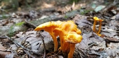 Gloioxanthomyces nitidus