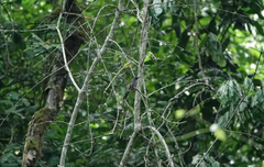 Cyanomitra cyanolaema