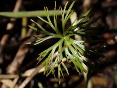 Ranunculus inundatus