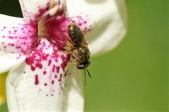 Lasioglossum moearae