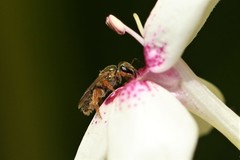 Lasioglossum moearae