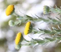 Schistostephium umbellatum