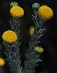 Schistostephium umbellatum