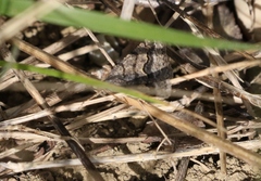 Frederickia s-signata