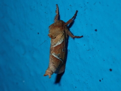 Triodia sylvina
