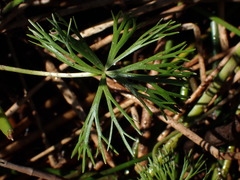 Ranunculus inundatus