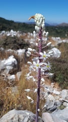 Drimia numidica