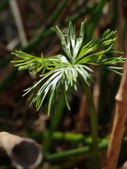 Ranunculus inundatus