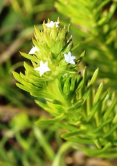Thesium phyllostachyum