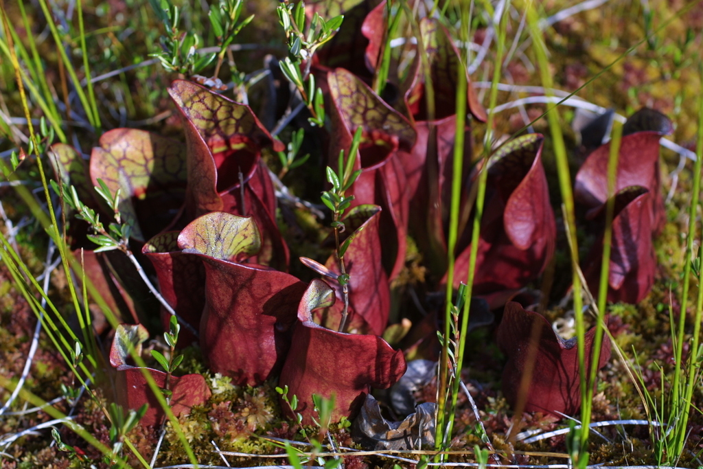 Purple Pitcher Plant (flora And Fauna Of A Bog) · Inaturalist