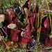 Sarracenia purpurea - Photo (c) Lada Malek, algunos derechos reservados (CC BY-NC), uploaded by Lada Malek
